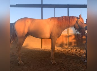 Cruzado, Stute, 10 Jahre, 163 cm, Perlino