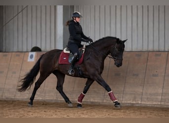 Cruzado, Stute, 10 Jahre, 165 cm, Dunkelbrauner