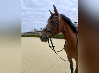 Cruzado, Stute, 11 Jahre, 155 cm, Brauner