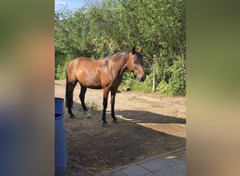 Cruzado, Stute, 11 Jahre, 160 cm, Brauner