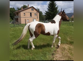 Cruzado Mix, Stute, 11 Jahre, 160 cm, Schecke