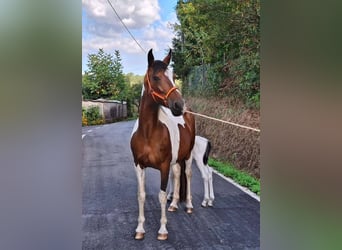 Cruzado Mix, Stute, 11 Jahre, 160 cm, Schecke