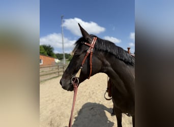 Cruzado, Stute, 11 Jahre, 162 cm, Rappe