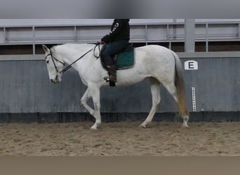 Cruzado, Stute, 11 Jahre, 162 cm, Schimmel