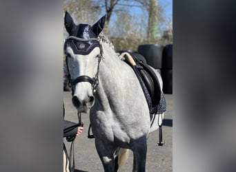 Cruzado, Stute, 11 Jahre, Schimmel