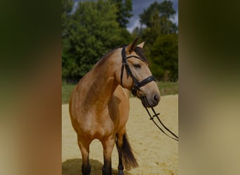 Cruzado, Stute, 12 Jahre, 155 cm, Buckskin