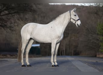 Cruzado, Stute, 12 Jahre, 156 cm, Schimmel