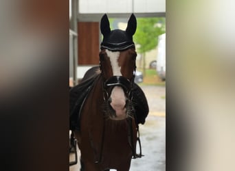 Cruzado, Stute, 12 Jahre, 165 cm, Fuchs