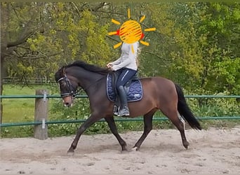 Cruzado, Stute, 13 Jahre, 152 cm, Dunkelbrauner