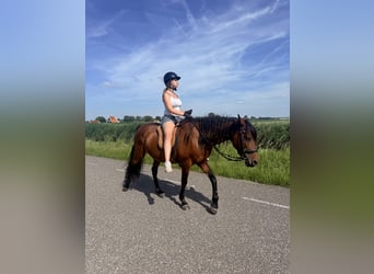 Cruzado, Stute, 13 Jahre, 153 cm, Brauner