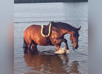 Cruzado, Stute, 13 Jahre, 153 cm, Brauner