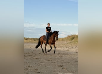 Cruzado, Stute, 13 Jahre, 153 cm, Brauner