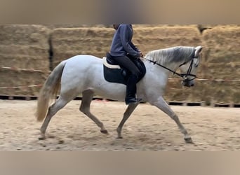 Cruzado, Stute, 13 Jahre, 155 cm, Schimmel