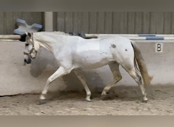 Cruzado, Stute, 13 Jahre, 155 cm, Schimmel