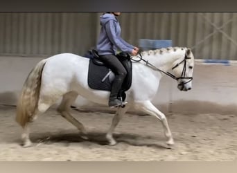 Cruzado, Stute, 13 Jahre, 155 cm, Schimmel