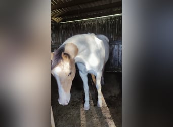 Cruzado, Stute, 13 Jahre, 157 cm, Schecke