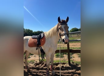 Cruzado, Stute, 13 Jahre, 157 cm, Schecke