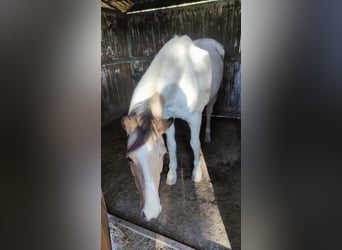 Cruzado, Stute, 13 Jahre, 157 cm, Schecke