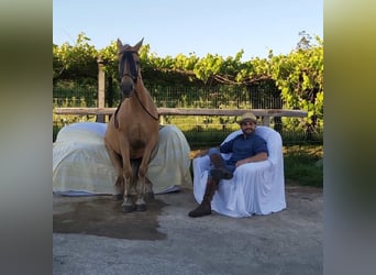 Cruzado Mix, Stute, 14 Jahre, 158 cm, Palomino