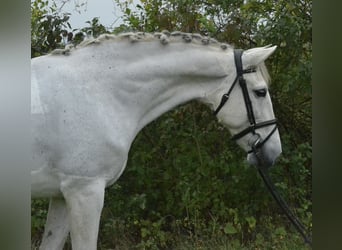 Cruzado, Stute, 14 Jahre, 160 cm, Schimmel