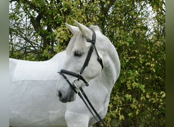 Cruzado, Stute, 14 Jahre, 160 cm, Schimmel
