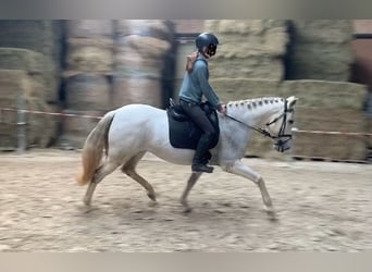 Cruzado, Stute, 14 Jahre, 160 cm, Schimmel