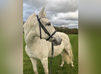 Cruzado, Stute, 14 Jahre, 160 cm, Schimmel