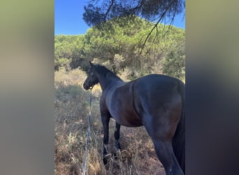 Cruzado Mix, Stute, 15 Jahre, 160 cm, Rappe