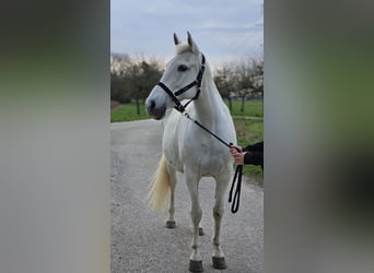 Cruzado, Stute, 15 Jahre, 160 cm, Schimmel