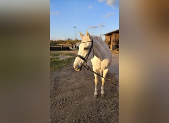 Cruzado, Stute, 15 Jahre, 160 cm, Schimmel