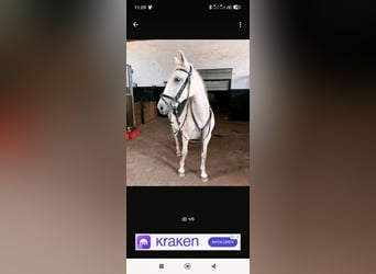 Cruzado, Stute, 17 Jahre, 165 cm, White