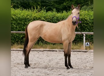 Cruzado, Stute, 1 Jahr, 133 cm, Falbe