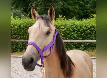 Cruzado, Stute, 1 Jahr, 133 cm, Falbe