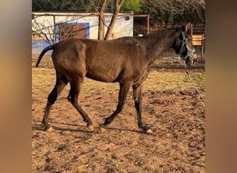 Cruzado, Stute, 1 Jahr, 150 cm, Fuchs