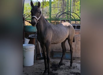Cruzado, Stute, 1 Jahr, Schimmel