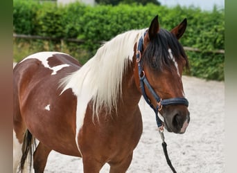 Cruzado, Stute, 3 Jahre, 135 cm, Schecke