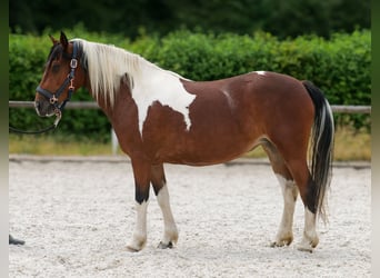 Cruzado, Stute, 3 Jahre, 135 cm, Schecke