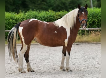 Cruzado, Stute, 3 Jahre, 135 cm, Schecke