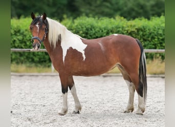 Cruzado, Stute, 3 Jahre, 135 cm, Schecke