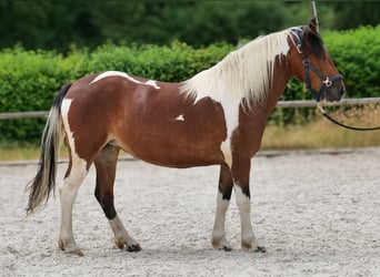 Cruzado, Stute, 3 Jahre, 135 cm, Schecke