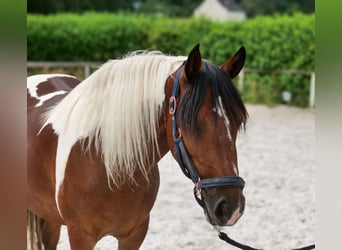 Cruzado, Stute, 3 Jahre, 135 cm, Schecke