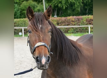 Cruzado, Stute, 3 Jahre, 145 cm, Dunkelbrauner