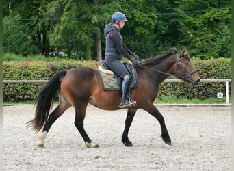 Cruzado, Stute, 3 Jahre, 145 cm, Dunkelbrauner