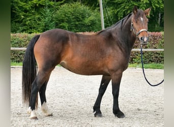 Cruzado, Stute, 3 Jahre, 145 cm, Dunkelbrauner