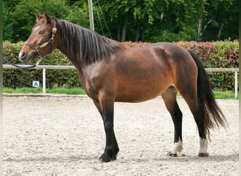 Cruzado, Stute, 3 Jahre, 145 cm, Dunkelbrauner
