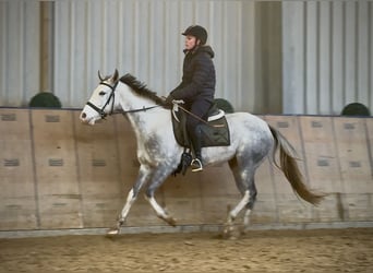Cruzado, Stute, 3 Jahre, 150 cm, Apfelschimmel