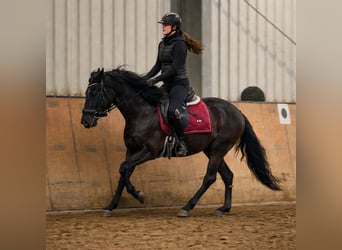 Cruzado, Stute, 3 Jahre, 150 cm, Rappe