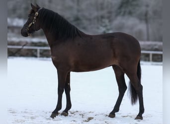 Cruzado, Stute, 3 Jahre, 150 cm, Rappe