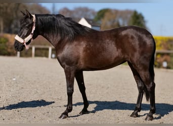 Cruzado, Stute, 3 Jahre, 150 cm, Rappe