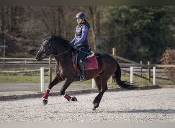 Cruzado, Stute, 3 Jahre, 150 cm, Rappe